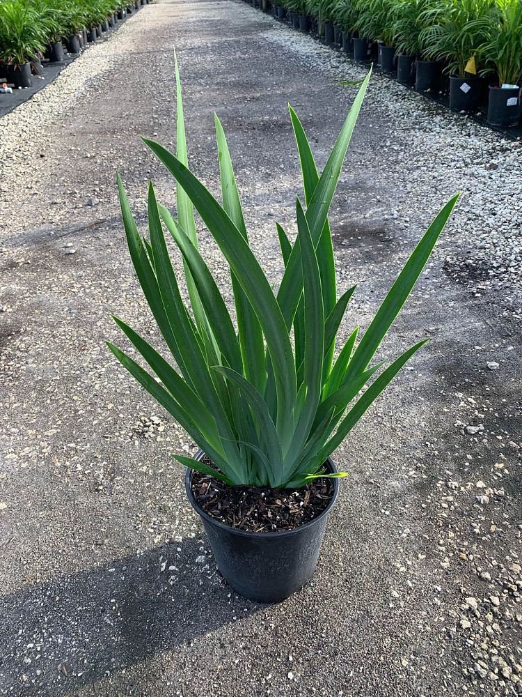 neomarica-caerulea-regina-regina-iris-giant-apostle-s-iris