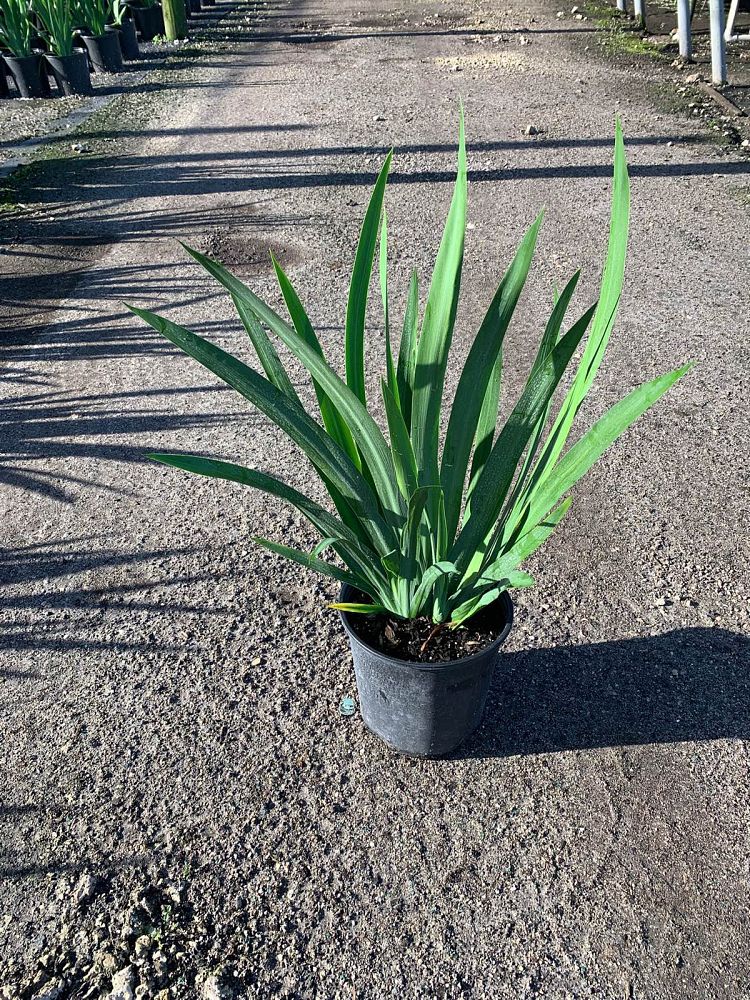 neomarica-caerulea-regina-regina-iris-giant-apostle-s-iris