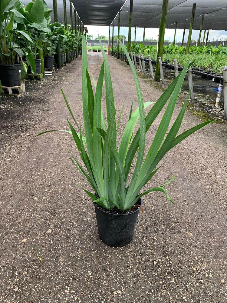 neomarica-caerulea-regina-regina-iris-giant-apostle-s-iris
