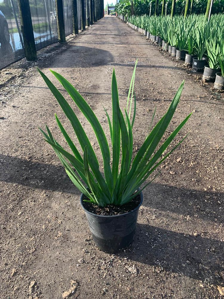 neomarica-caerulea-regina-regina-iris-giant-apostle-s-iris