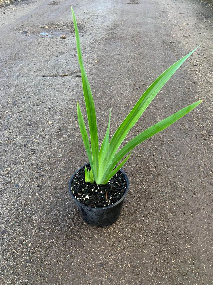 neomarica-caerulea-regina-regina-iris-giant-apostle-s-iris