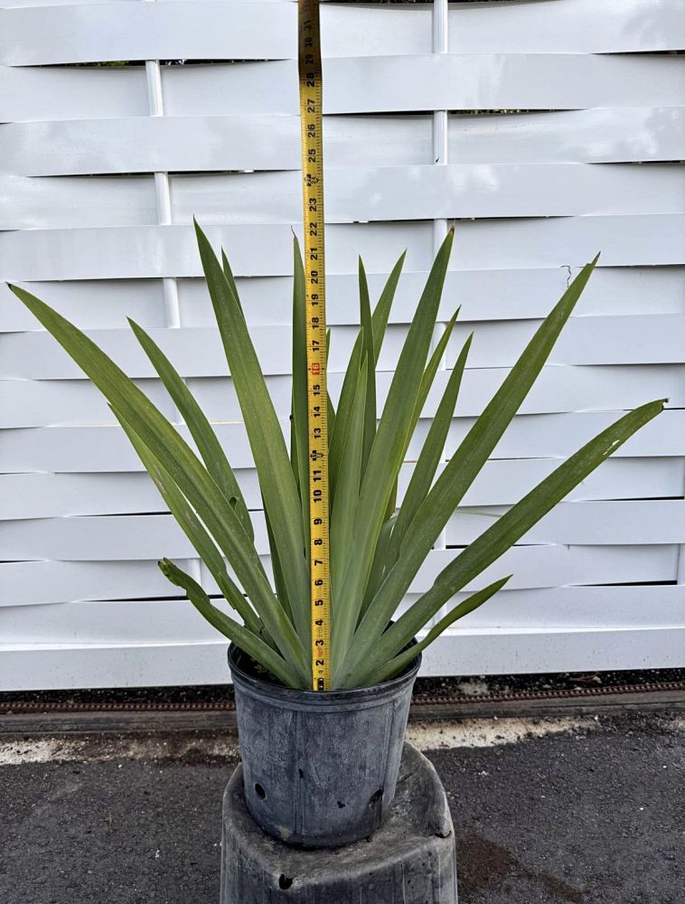 neomarica-caerulea-regina-regina-iris-giant-apostle-s-iris