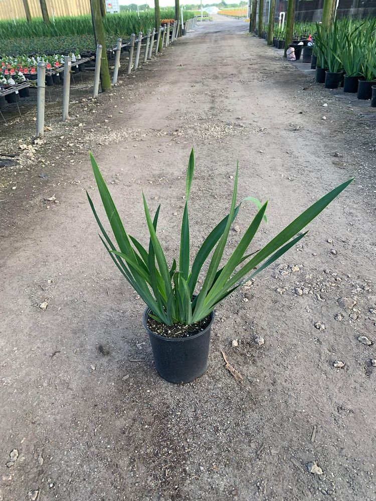 neomarica-caerulea-regina-regina-iris-giant-apostle-s-iris