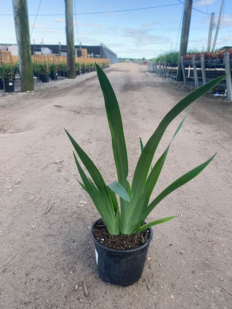 neomarica-caerulea-regina-regina-iris-giant-apostle-s-iris