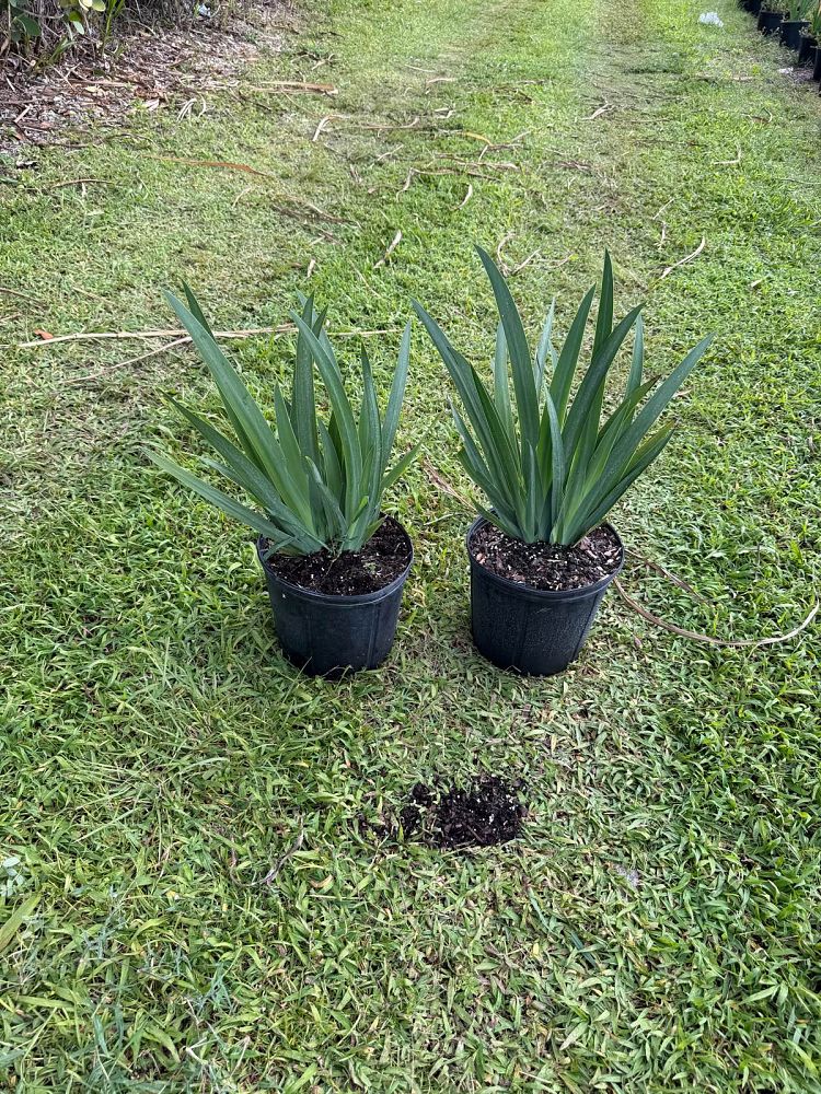 neomarica-caerulea-regina-regina-iris-giant-apostle-s-iris