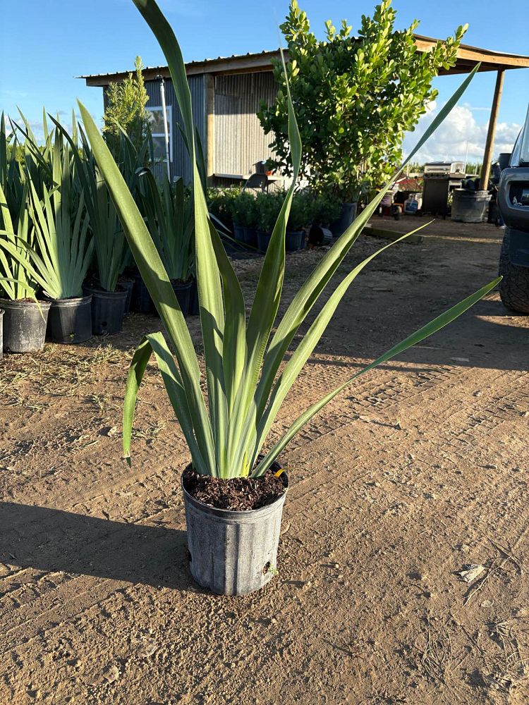 neomarica-caerulea-regina-regina-iris-giant-apostle-s-iris