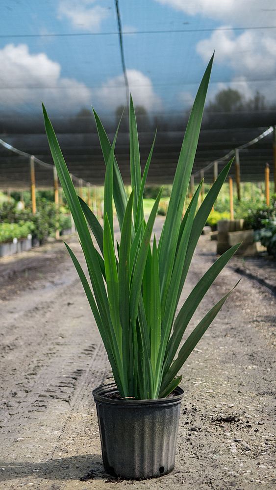 neomarica-gracilis-apostle-s-iris-walking-iris-white
