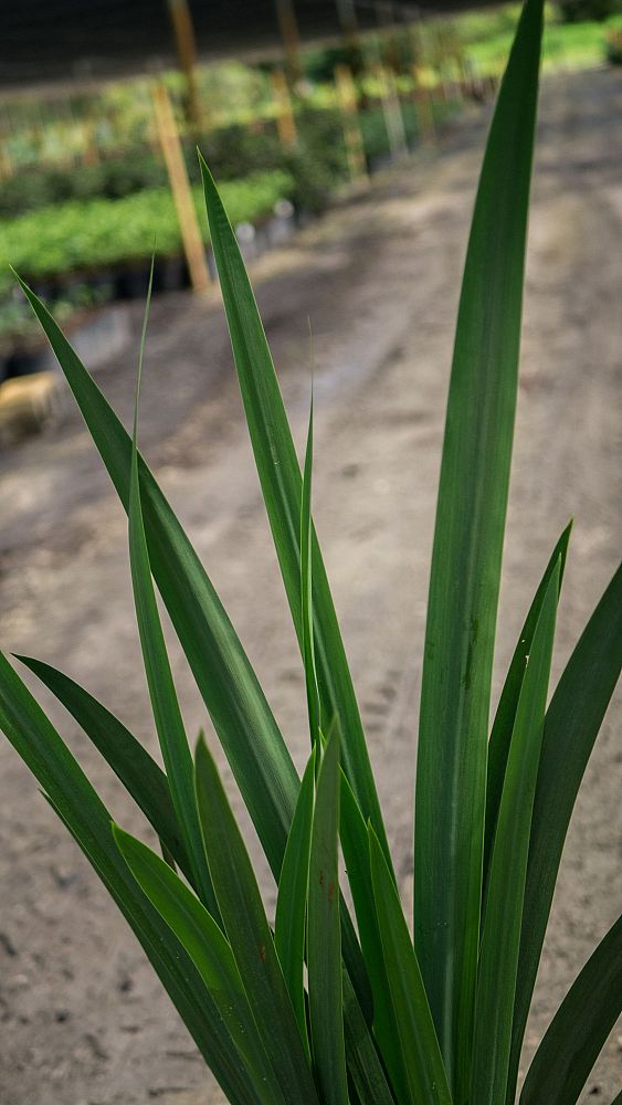 neomarica-gracilis-apostle-s-iris-walking-iris-white