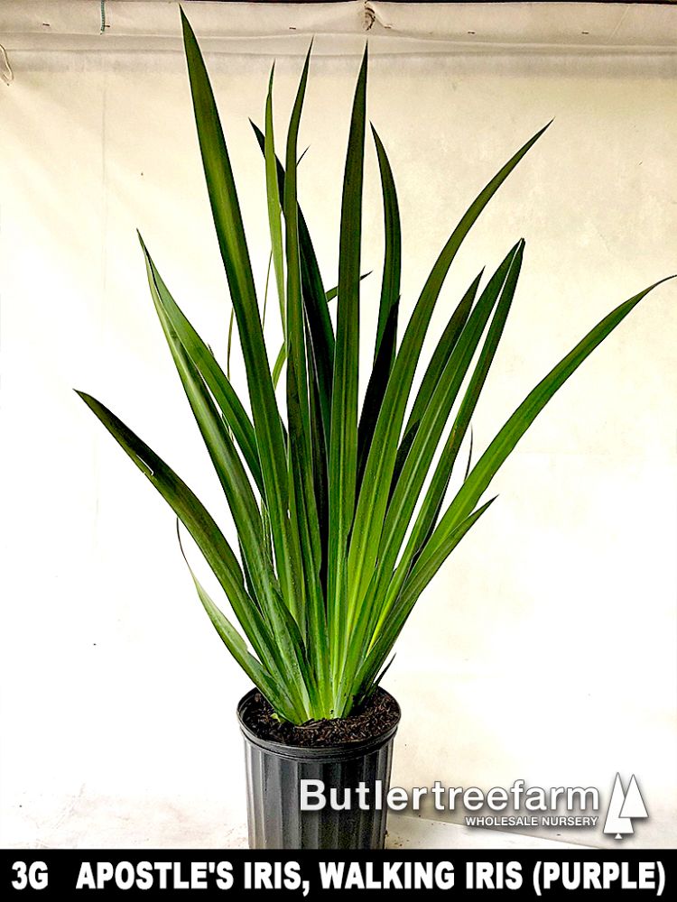neomarica-gracilis-apostle-s-iris-walking-iris-white
