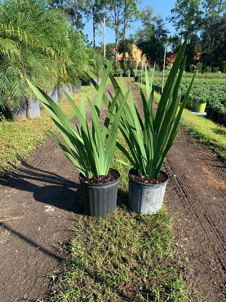 neomarica-gracilis-apostle-s-iris-walking-iris-white
