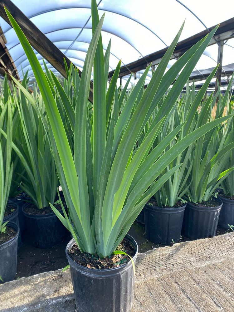 neomarica-gracilis-apostle-s-iris-walking-iris-white