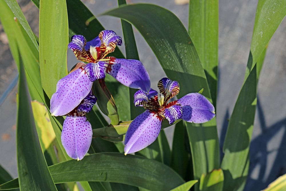 neomarica-gracilis-apostle-s-iris-walking-iris-white