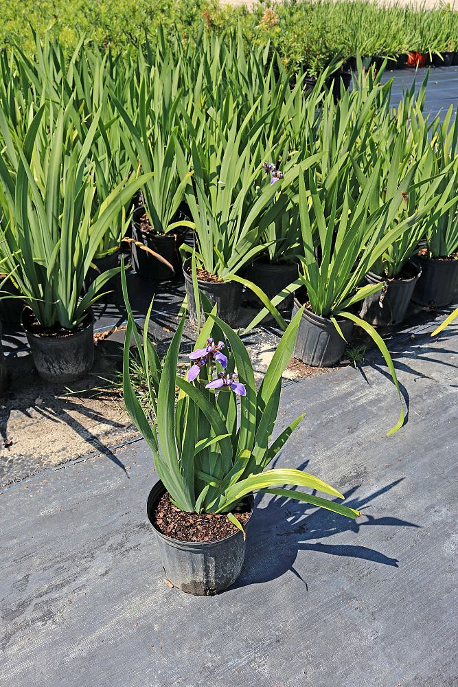 neomarica-gracilis-apostle-s-iris-walking-iris-white