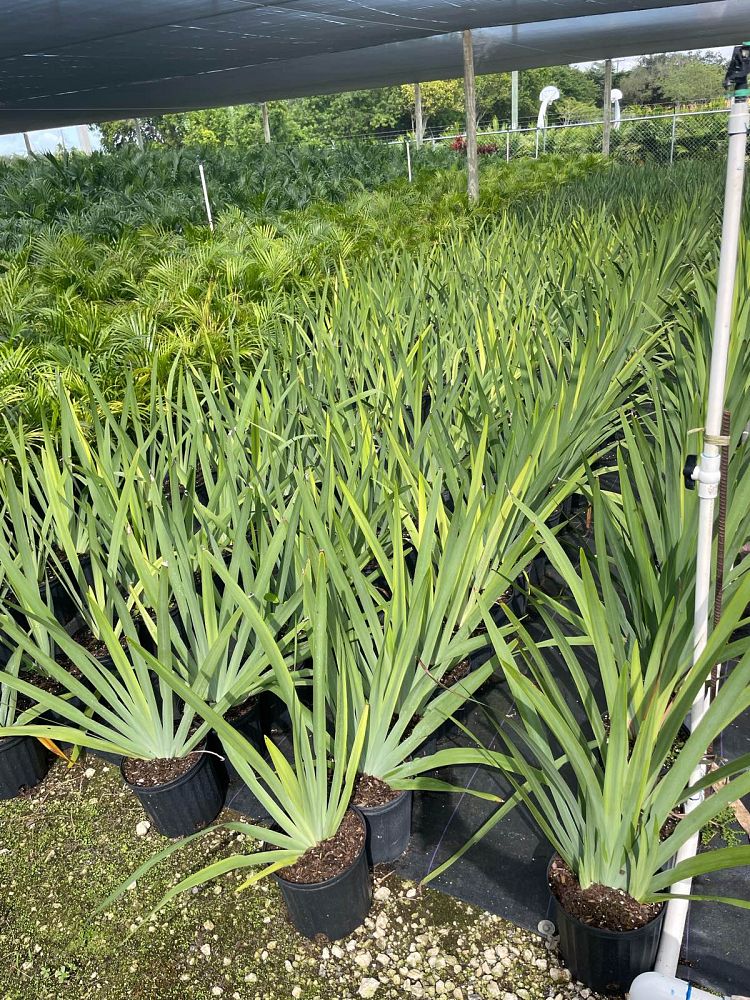 neomarica-gracilis-apostle-s-iris-walking-iris-white