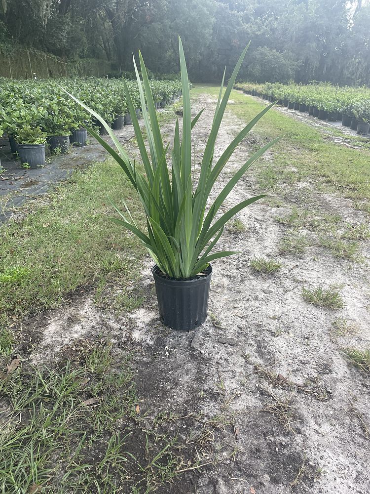 neomarica-gracilis-apostle-s-iris-walking-iris-white