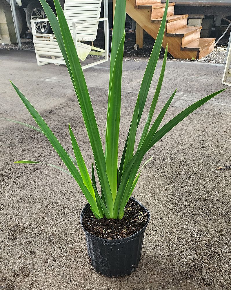 neomarica-gracilis-apostle-s-iris-walking-iris-white