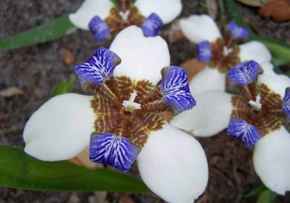 neomarica-gracilis-apostle-s-iris-walking-iris-white