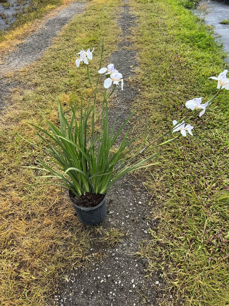 neomarica-gracilis-apostle-s-iris-walking-iris-white