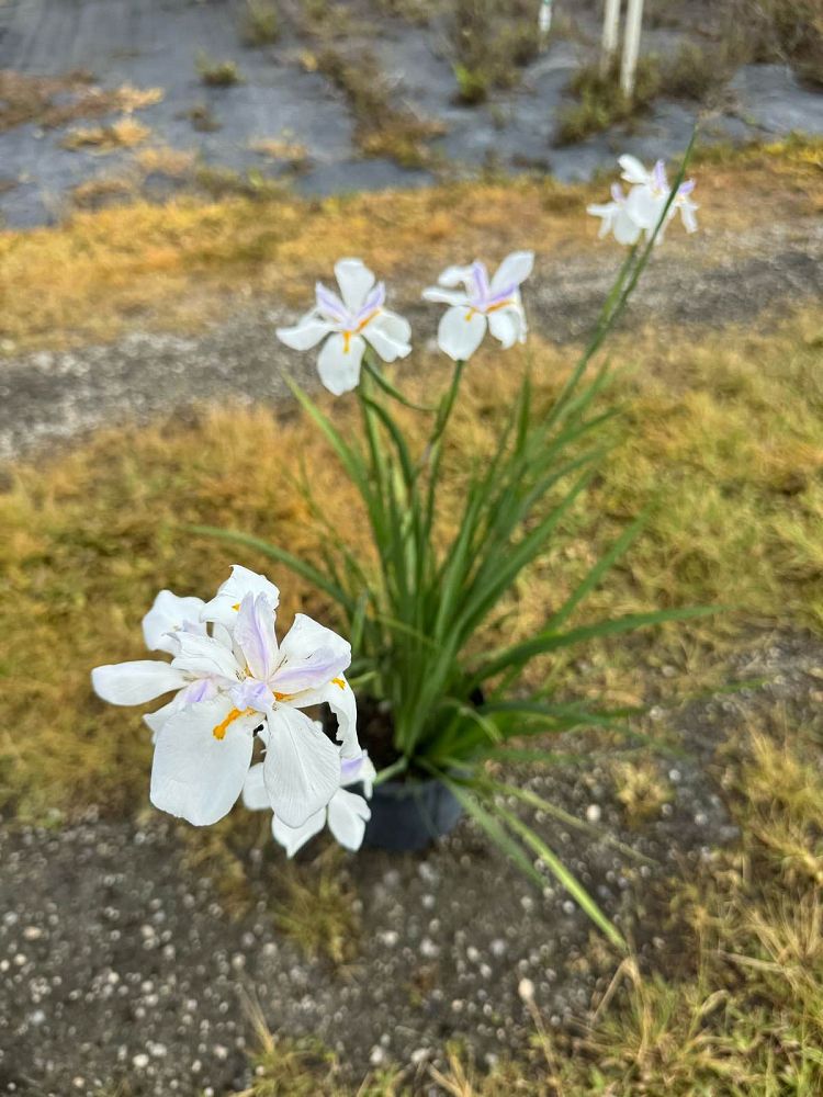neomarica-gracilis-apostle-s-iris-walking-iris-white