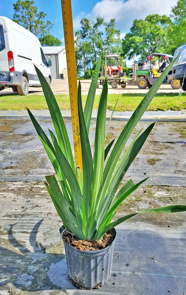 neomarica-gracilis-apostle-s-iris-walking-iris-white
