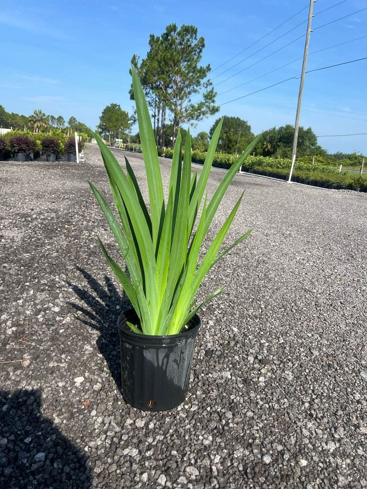 neomarica-gracilis-apostle-s-iris-walking-iris-white
