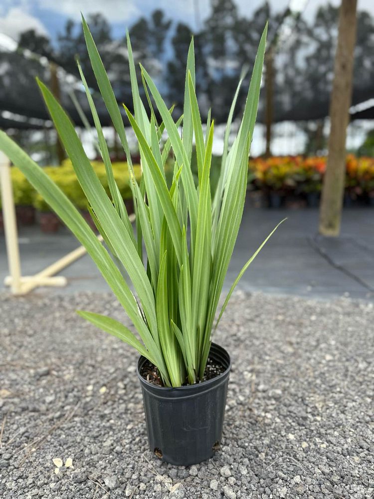 neomarica-gracilis-apostle-s-iris-walking-iris-white