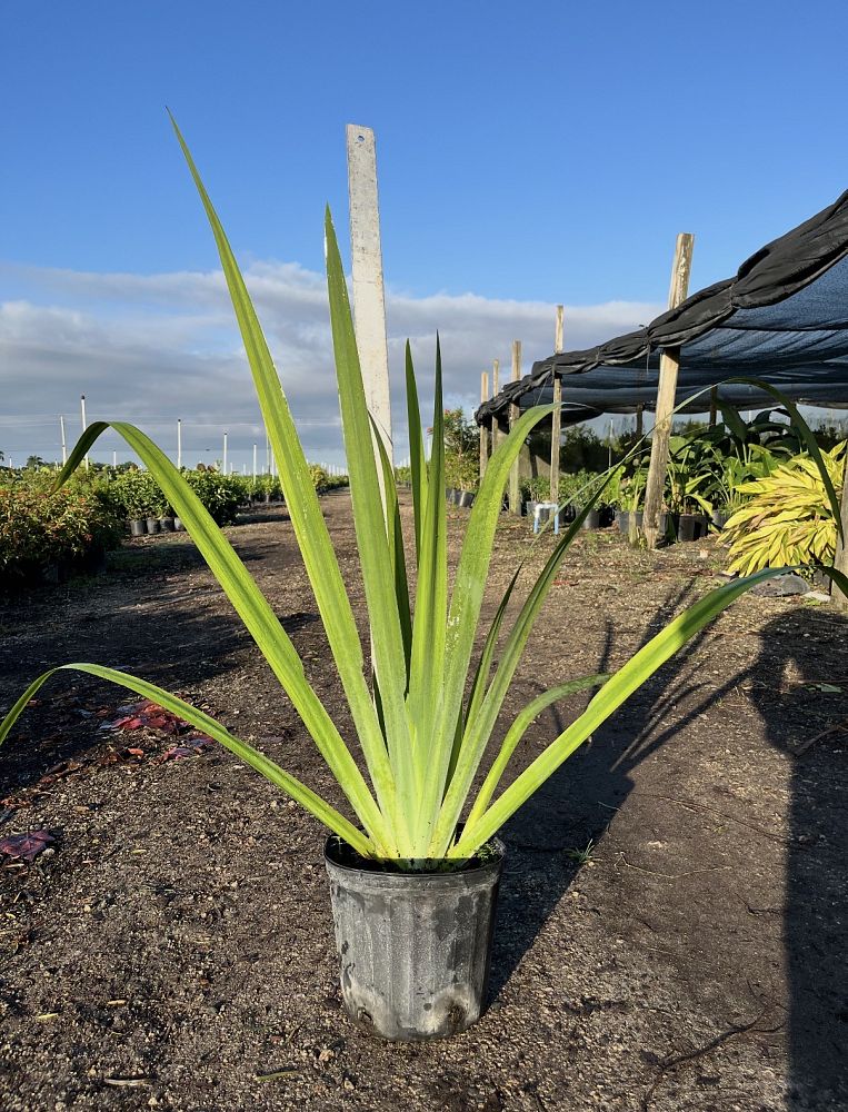 neomarica-gracilis-apostle-s-iris-walking-iris-white