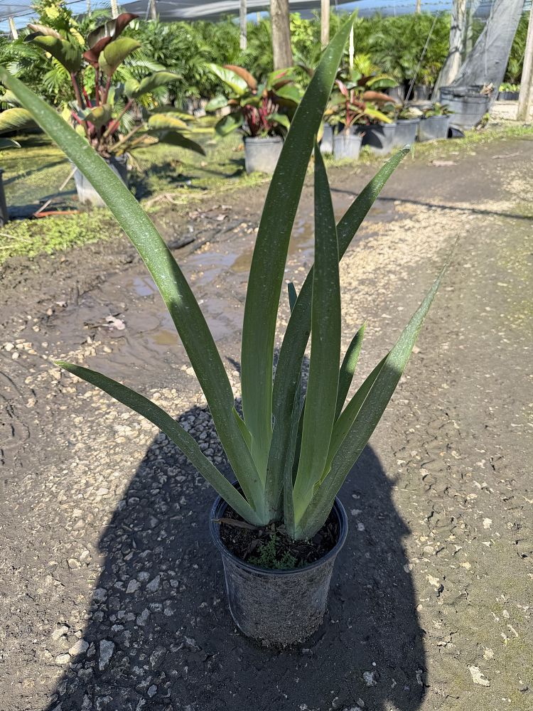 neomarica-gracilis-apostle-s-iris-walking-iris-white
