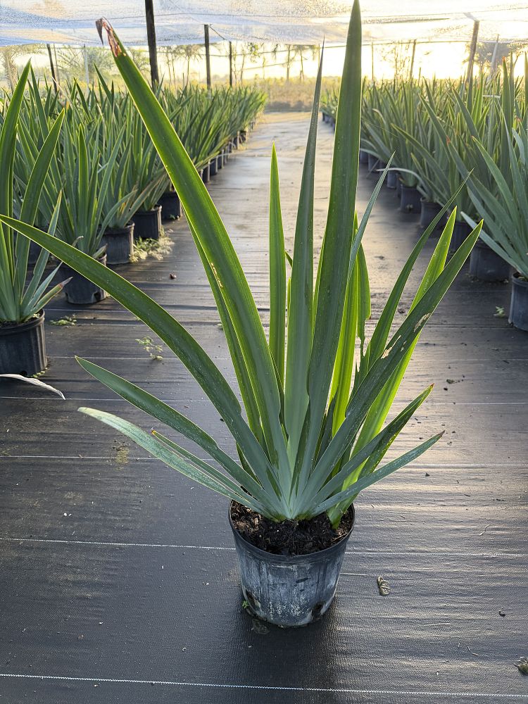 neomarica-gracilis-apostle-s-iris-walking-iris-white