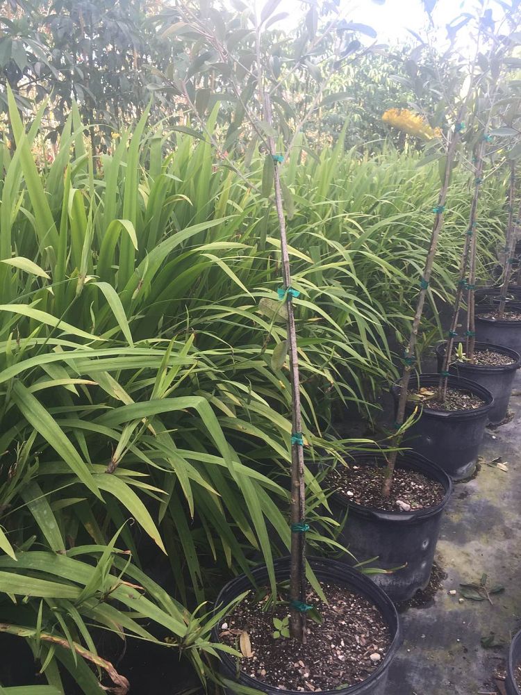 neomarica-longifolia-walking-iris