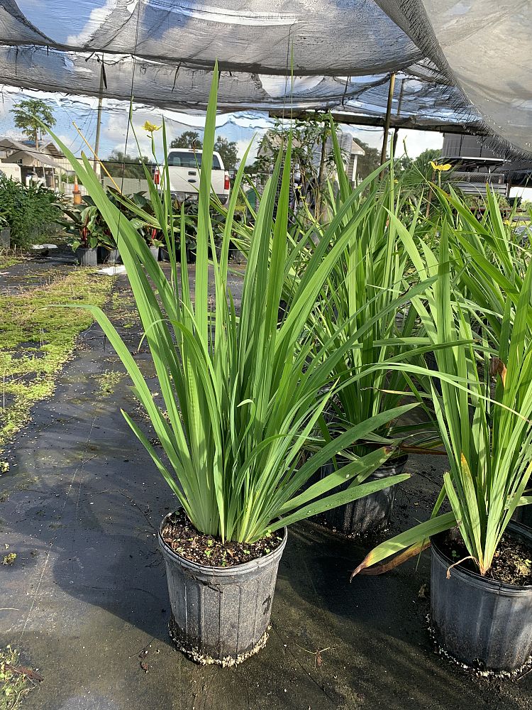 neomarica-longifolia-walking-iris