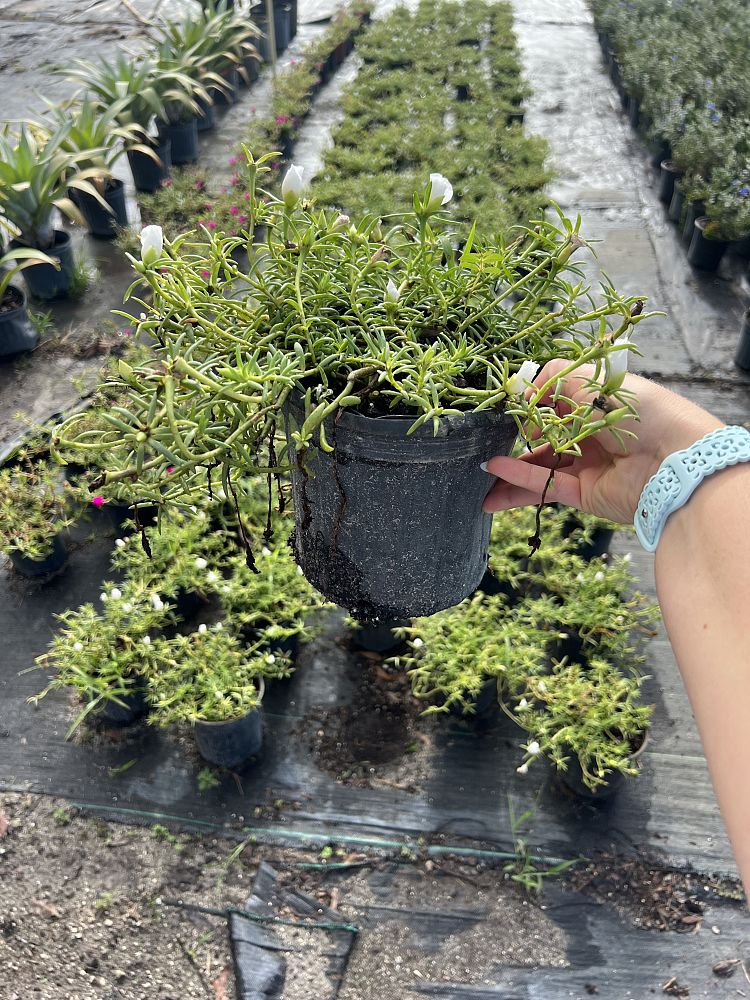 neopaxia-australasica-white-purslane