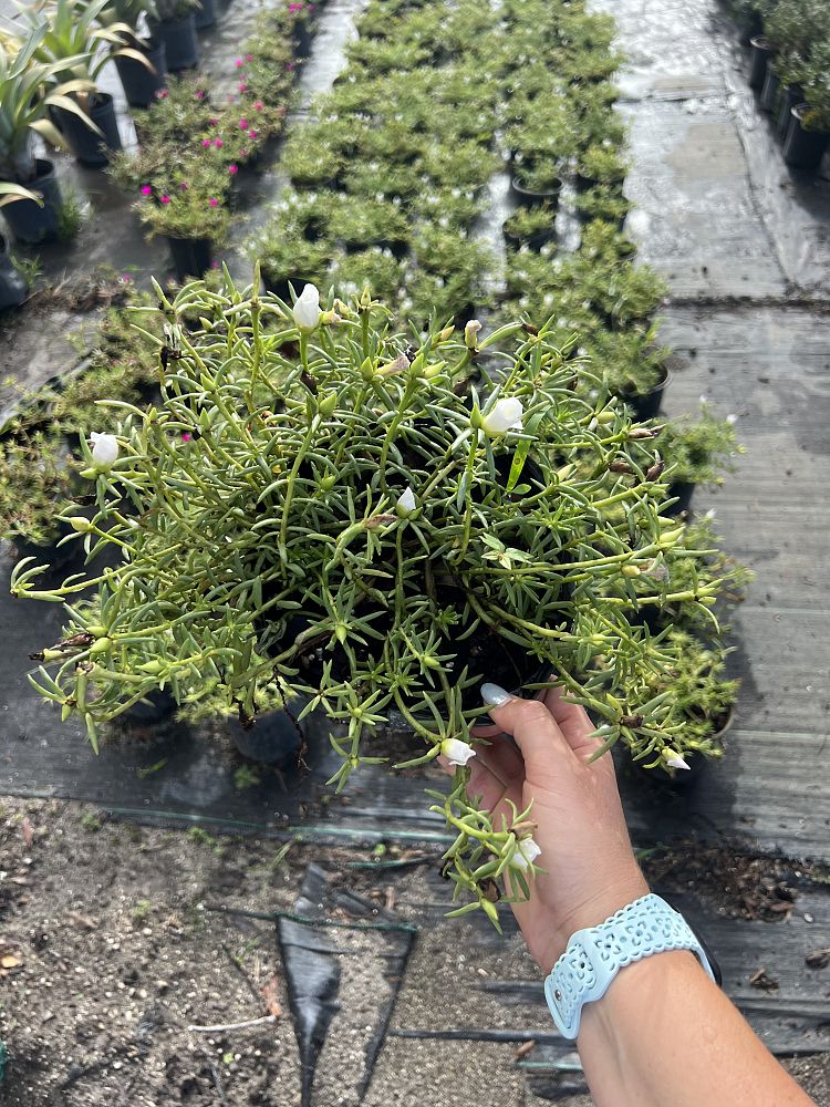 neopaxia-australasica-white-purslane