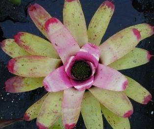 neoregelia-allure-bromeliad