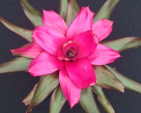 neoregelia-amazonas-bromeliad