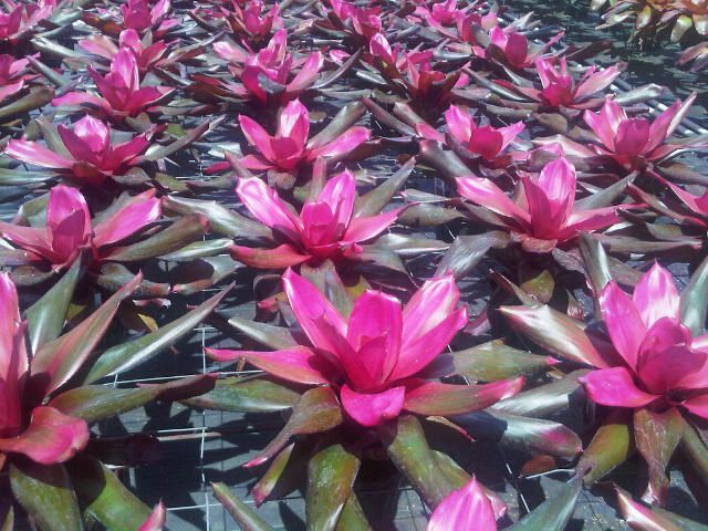 neoregelia-amazonas-bromeliad