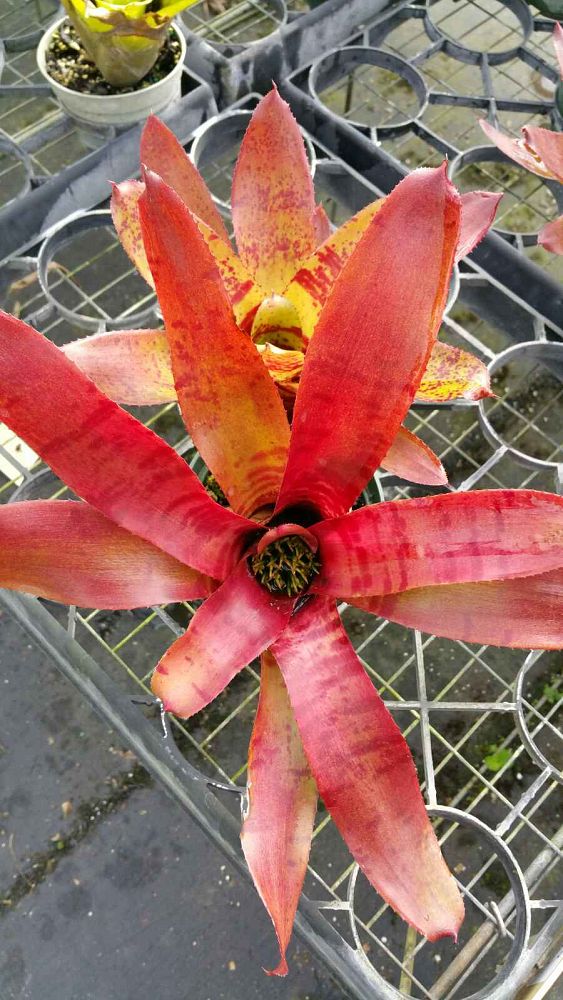 neoregelia-ampullacea-bromeliad