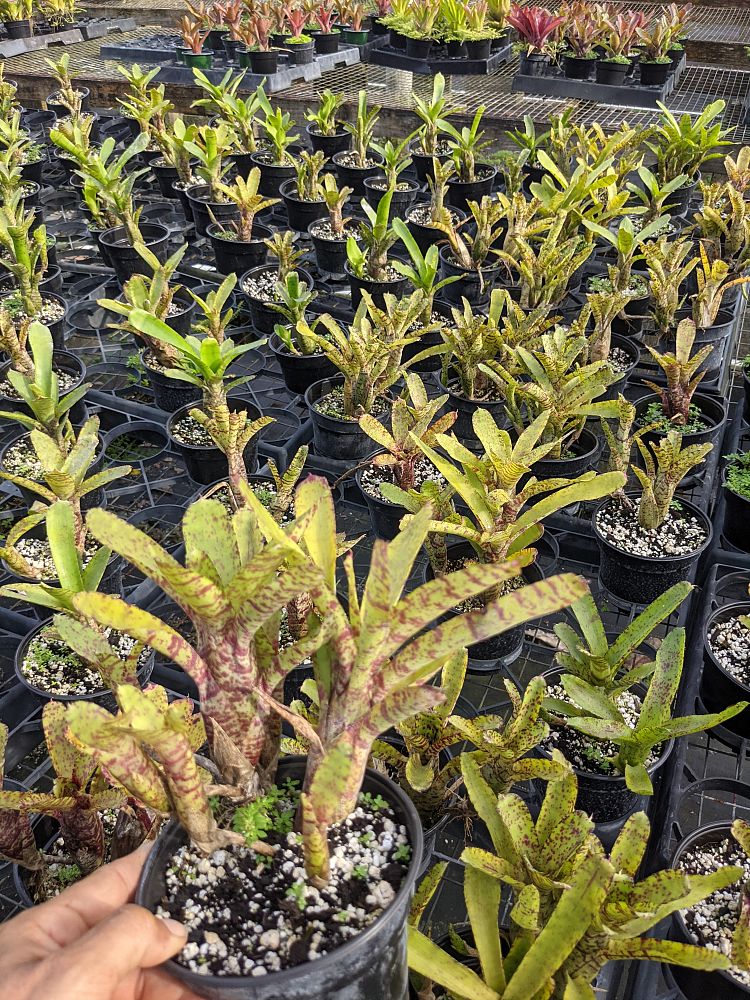 neoregelia-ampullacea-bromeliad