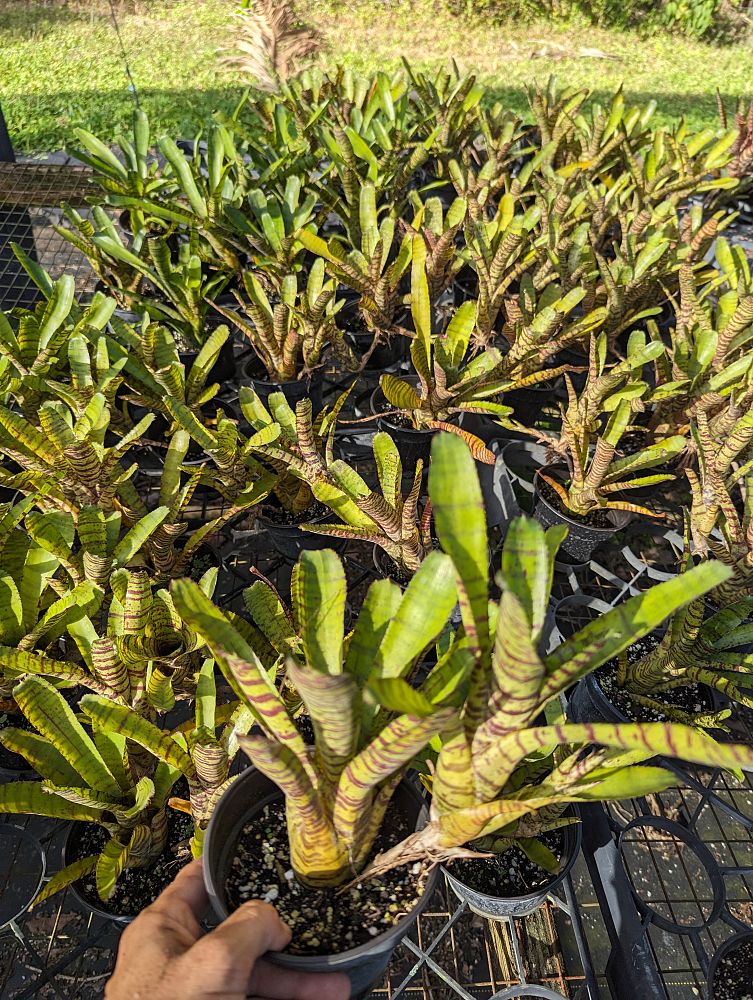 neoregelia-ampullacea-bromeliad
