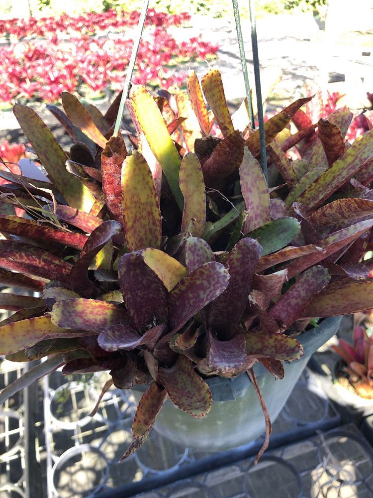 neoregelia-ampullacea-midget-bromeliad