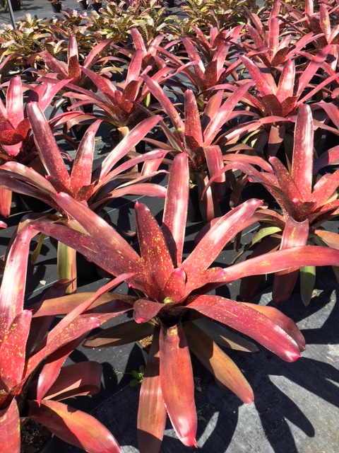 neoregelia-andrea-bromeliad