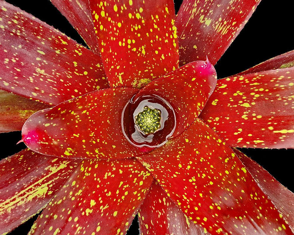 neoregelia-andrea-bromeliad