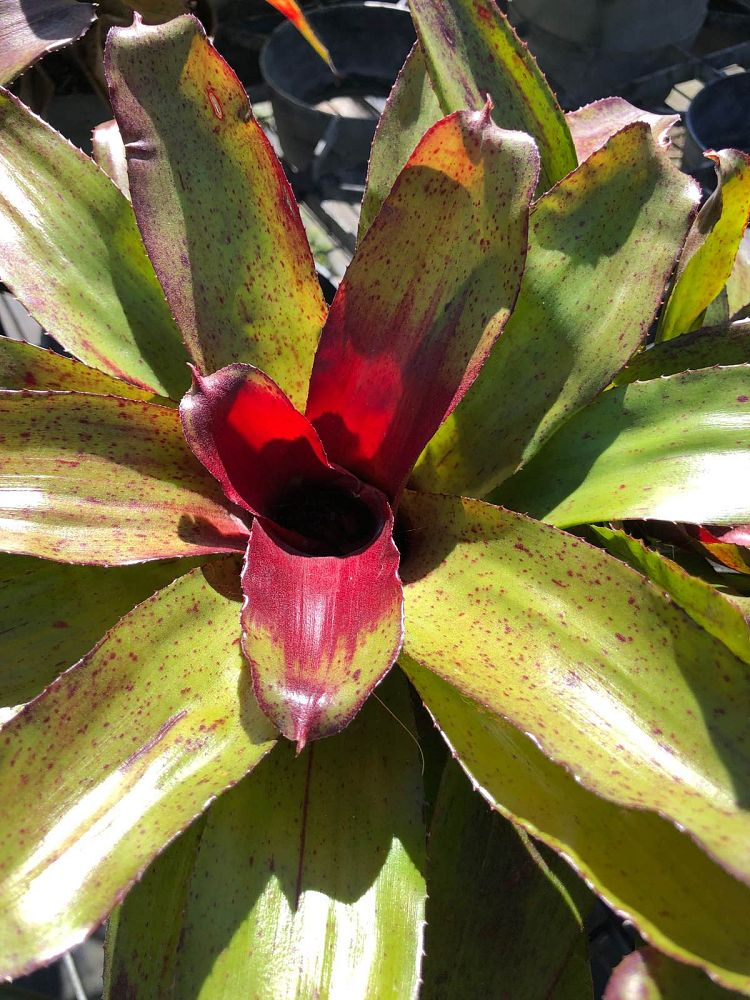 neoregelia-angel-face-bromeliad