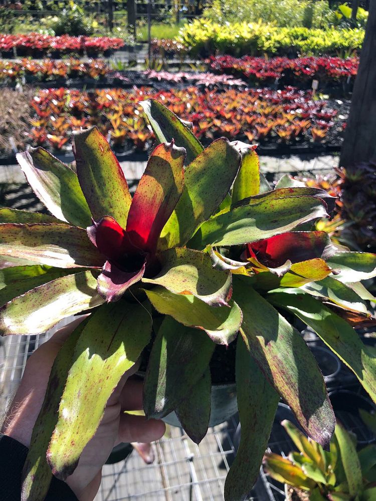 neoregelia-angel-face-bromeliad