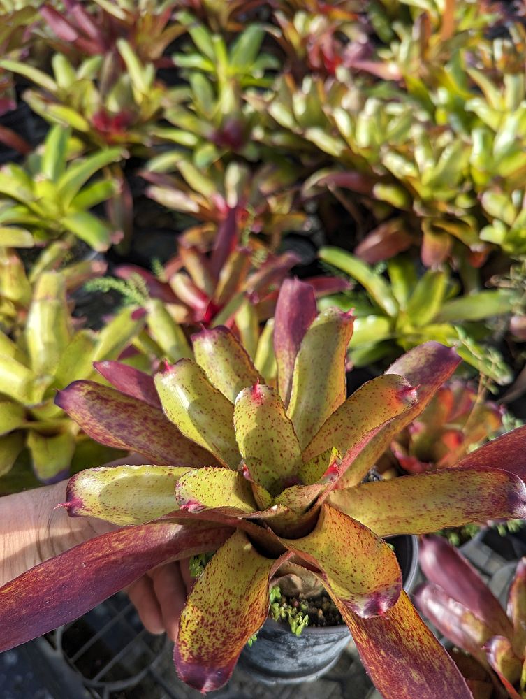 neoregelia-angel-face-bromeliad