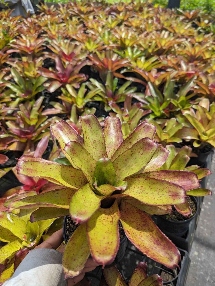 neoregelia-angel-face-bromeliad