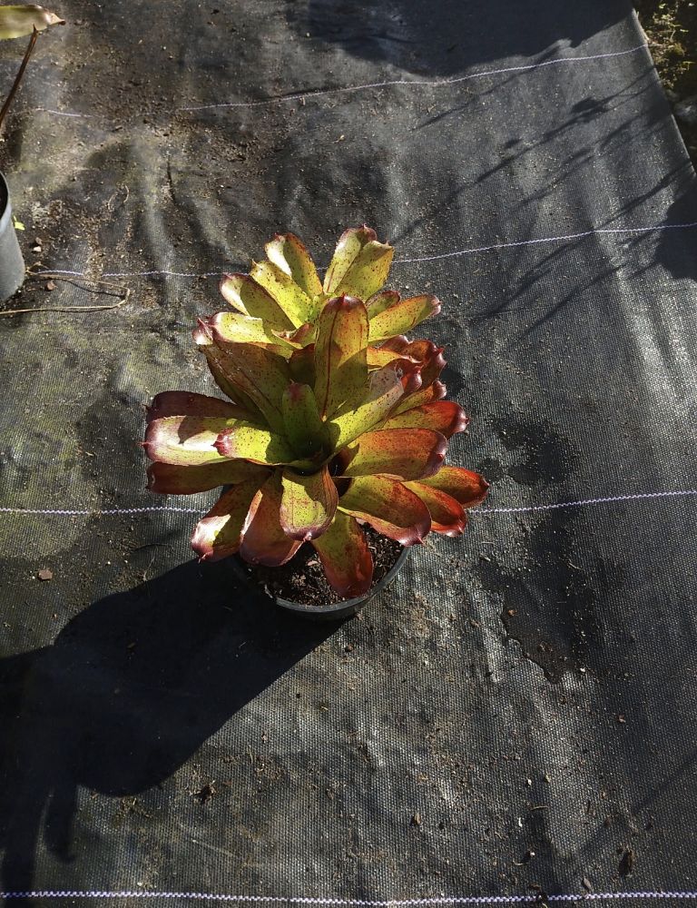 neoregelia-angel-face-bromeliad