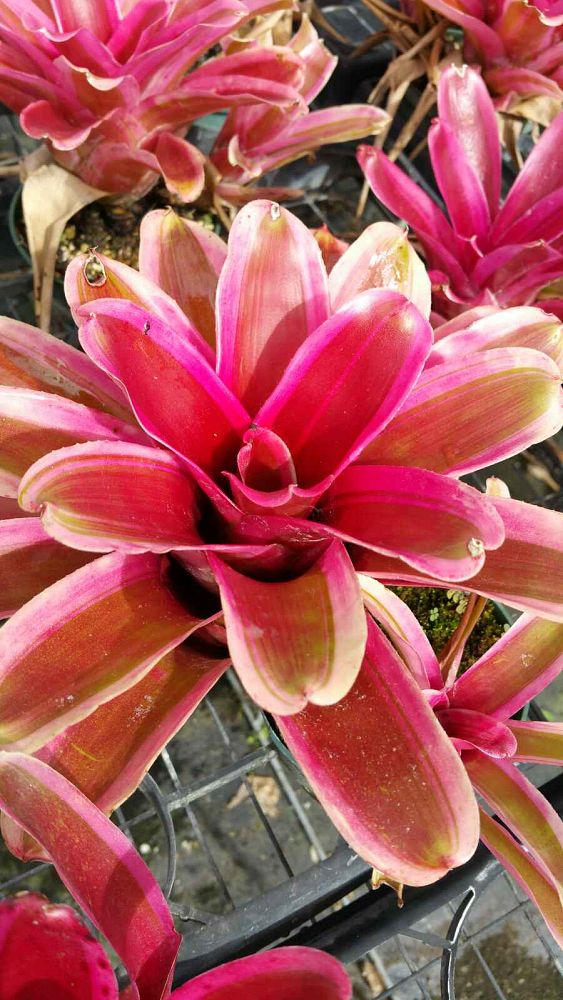 neoregelia-annick-bromeliad