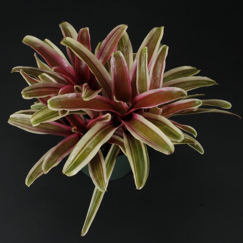 neoregelia-annick-bromeliad