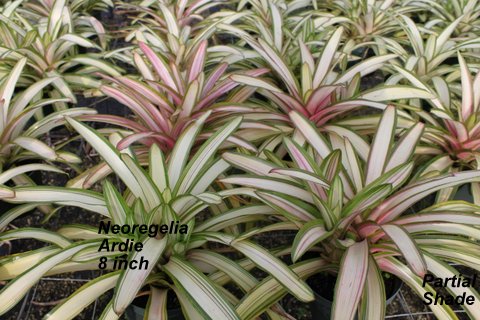 neoregelia-ardie-bromeliad